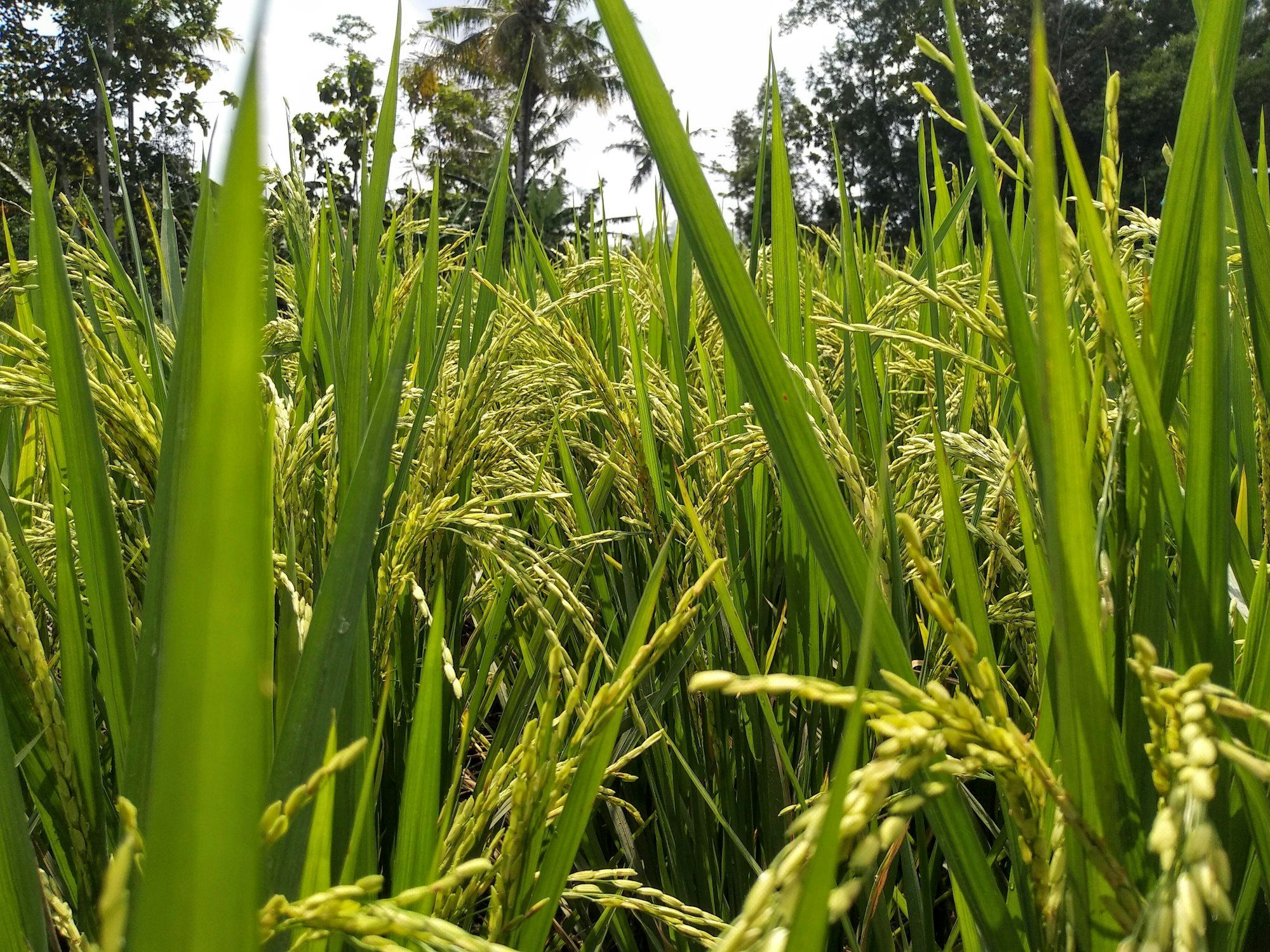 Bulir padi yang mulai menguning di antara daun, pohon kelapa berdiri di belakangnya