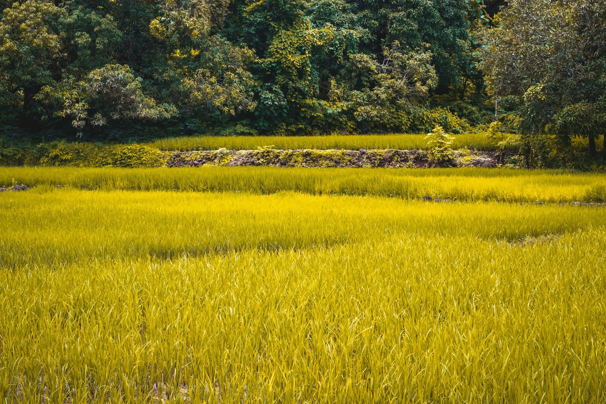 Petak sawah menguning bertingkat dengan pagar batu rendah dan pepohonan rapat di belakangnya
