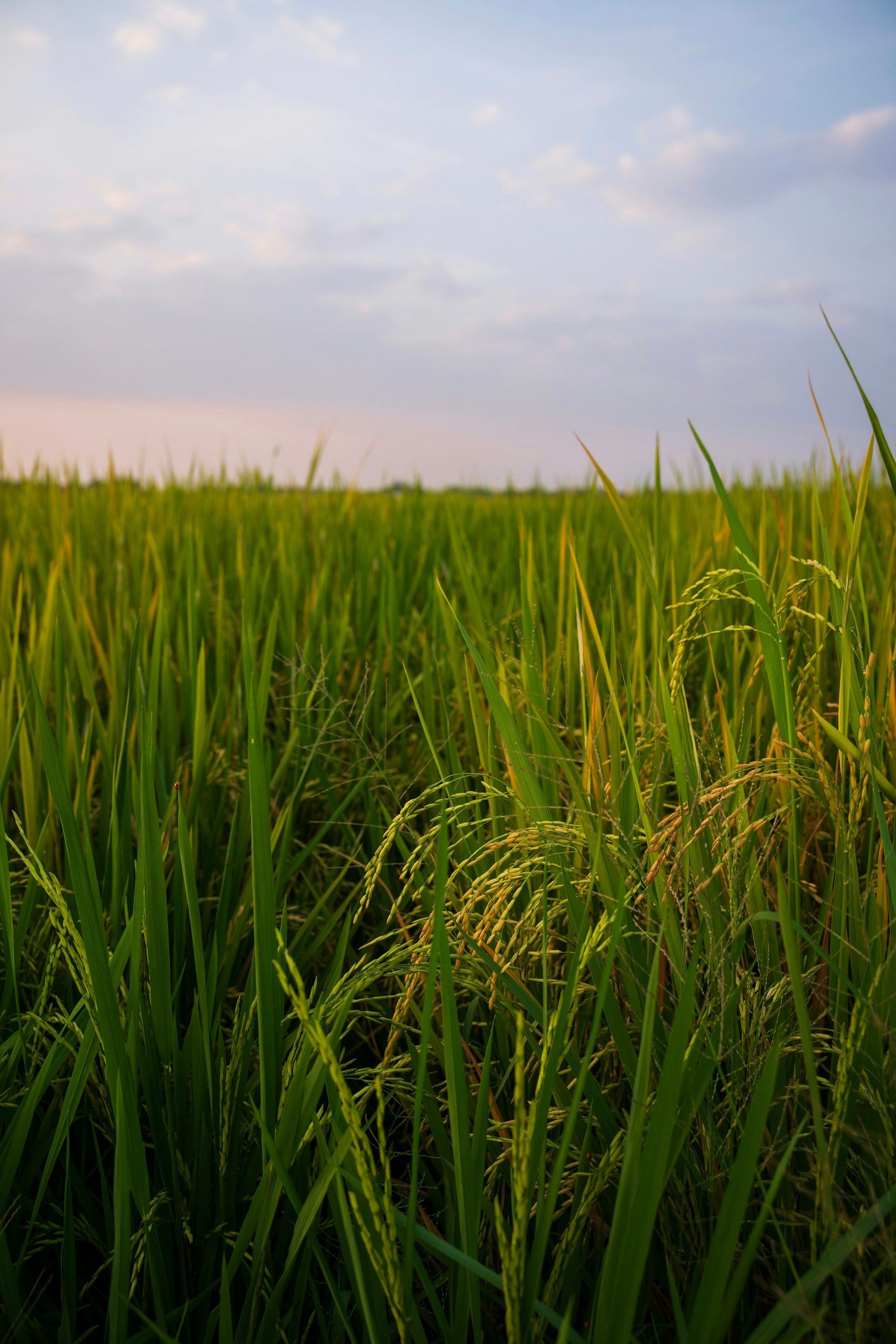 Hamparan sawah hijau sampai ke garis cakrawala di bawah langit sore