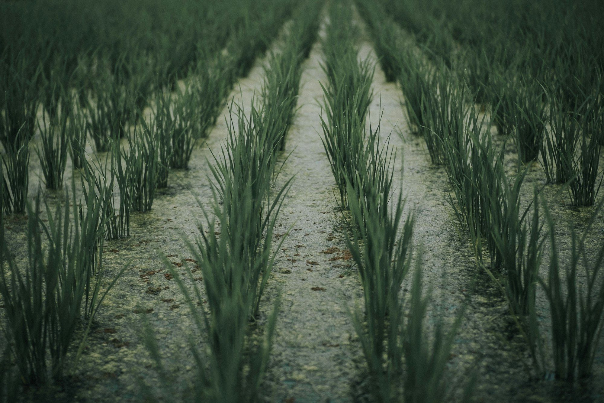 Barisan bibit padi muda yang baru ditanam di petak sawah berair