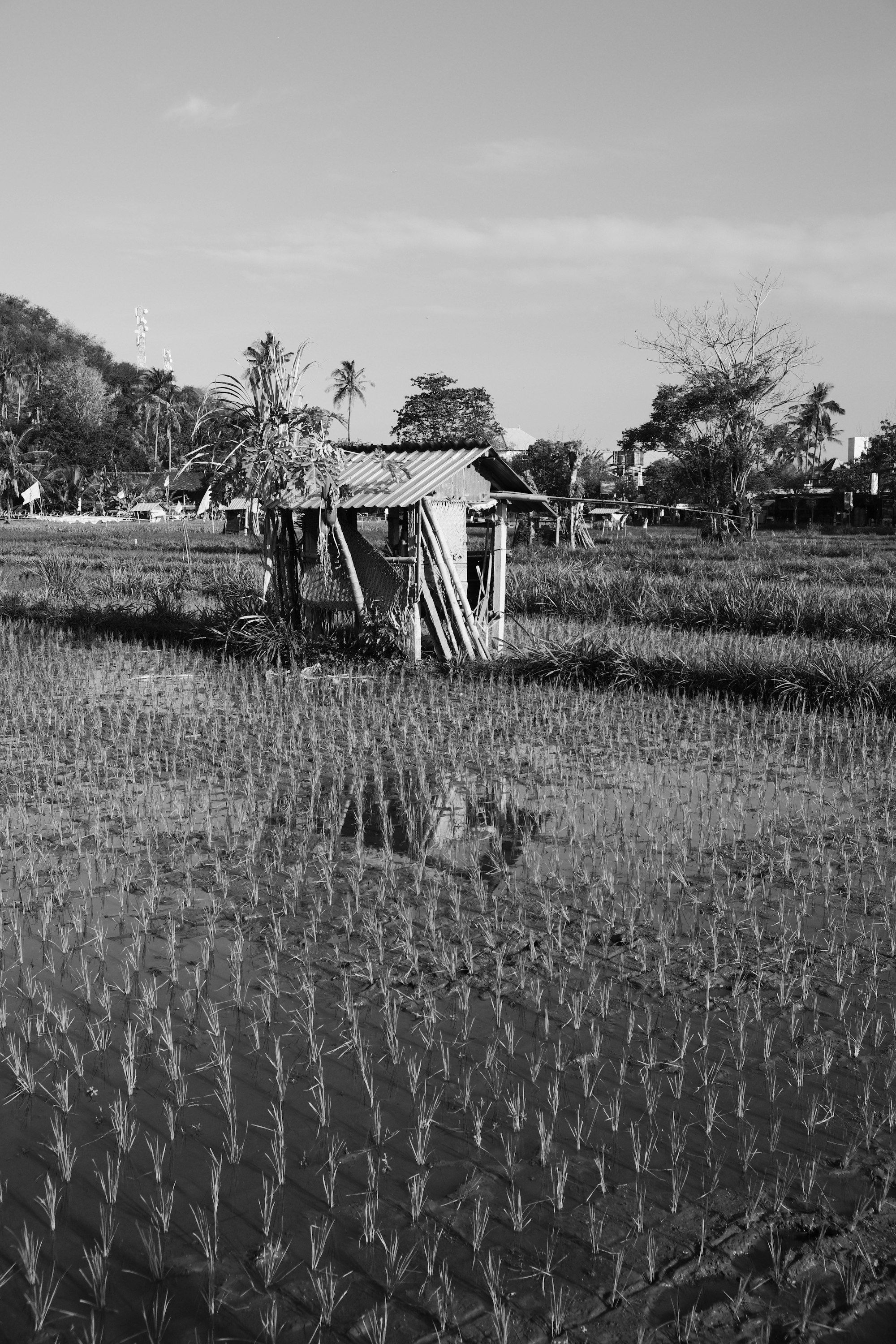 Foto hitam putih sebuah gubuk beratap seng di tengah sawah yang baru ditanami