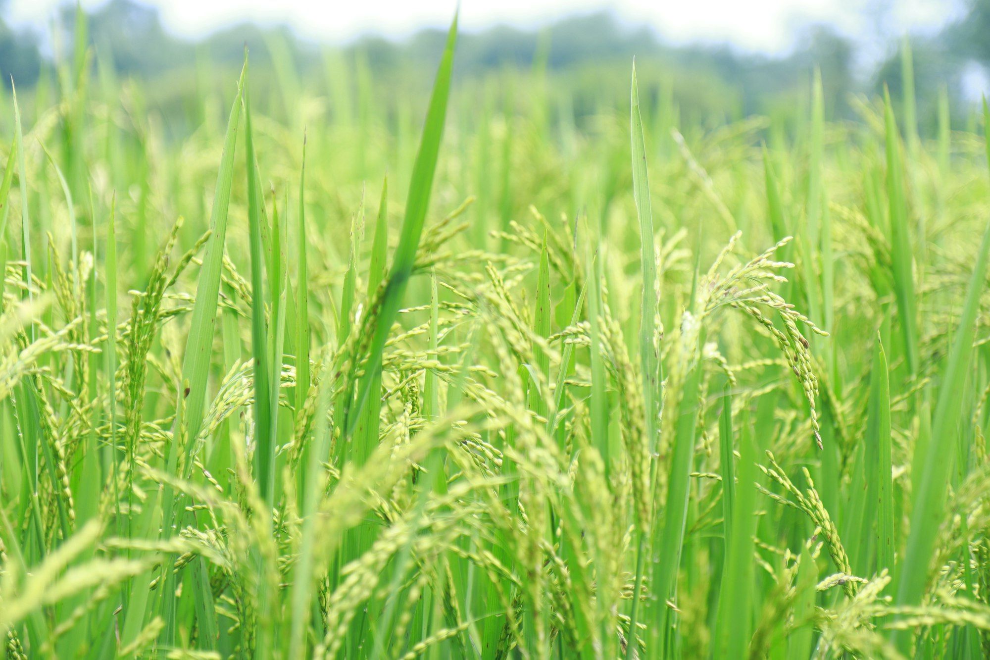 Sawah hijau yang lebat, bulir padinya belum berat oleh isi