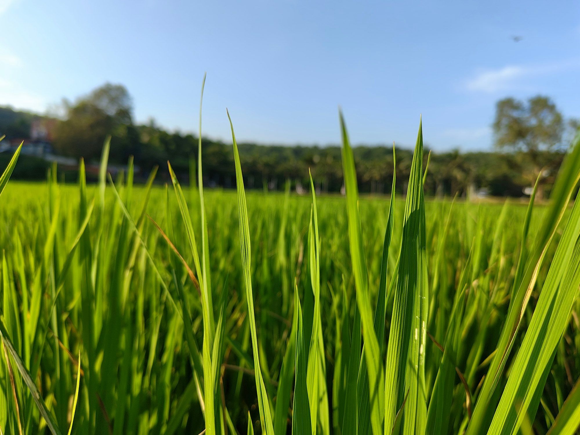 Petak sawah hijau dilihat dari dekat, dengan barisan pohon kelapa dan langit biru di kejauhan
